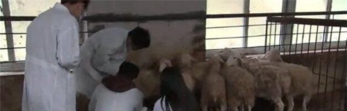 務(wù)川縣中等職業(yè)學(xué)校(務(wù)川縣職中)畜牧專業(yè)實(shí)訓(xùn)