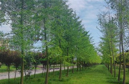 內(nèi)江鐵路機(jī)械學(xué)校成都校區(qū)（郫縣安德鎮(zhèn)）銀杏林
