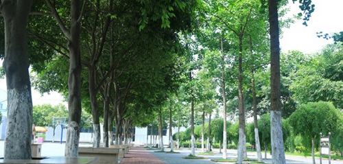 樂山市計算機學(xué)校校園綠化
