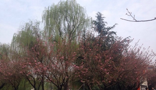 成都市現(xiàn)代制造職業(yè)技術(shù)學(xué)校（新都職業(yè)技術(shù)學(xué)校）校園綠化