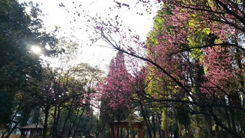 貴陽電子職業(yè)學校公園式校園