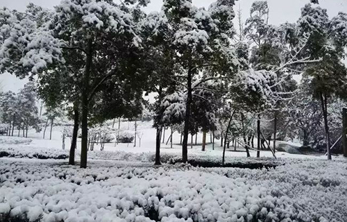 重慶電子工程職業(yè)學(xué)院雪樹