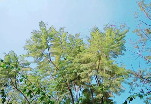 重慶公共運輸職業(yè)學(xué)院校園綠樹