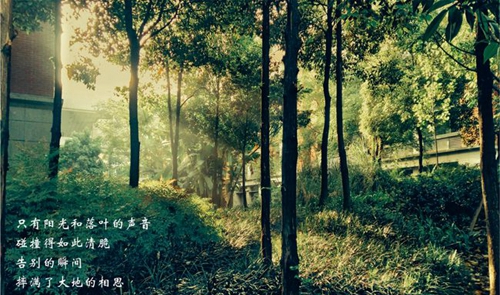 成都七中校園綠化