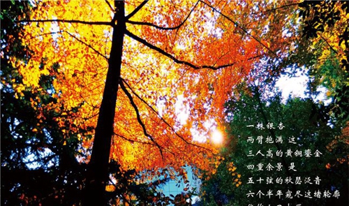 成都七中校園銀杏
