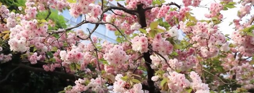 綿陽實驗高級中學校園風景