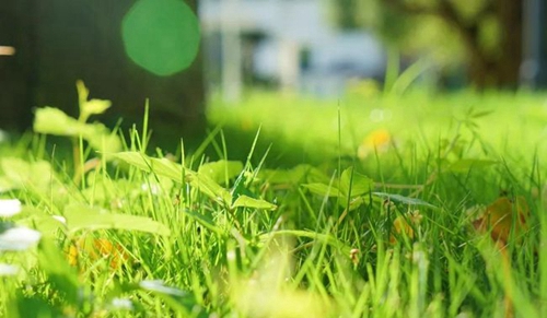 成都城投菁芙蓉驛都學(xué)校草地