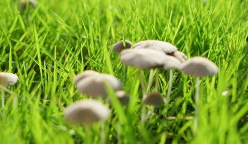 成都城投菁芙蓉驛都學(xué)校蘑菇