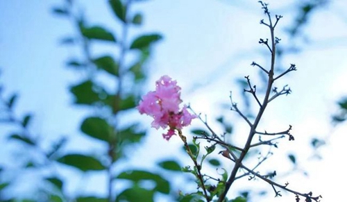 成都城投菁芙蓉驛都學(xué)校鮮花