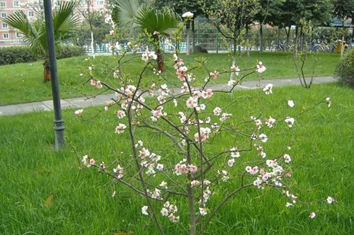 成都西川中學校園一角