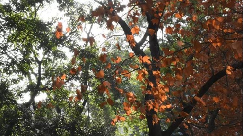 簡(jiǎn)陽市養(yǎng)馬中學(xué)校園景色