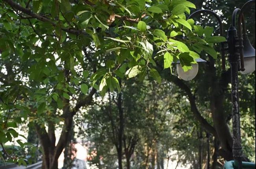 簡(jiǎn)陽市養(yǎng)馬中學(xué)校園綠樹