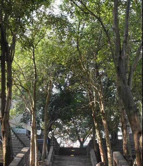 簡(jiǎn)陽市養(yǎng)馬中學(xué)校園臺(tái)階