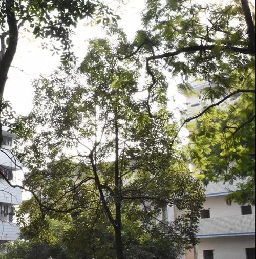 簡(jiǎn)陽市養(yǎng)馬中學(xué)校園一角
