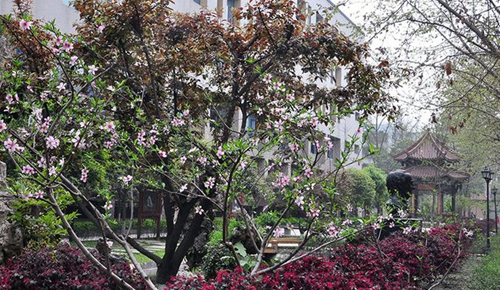 成都市中和中學(xué)風(fēng)景如畫(huà)