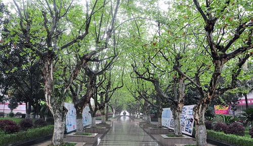 成都市中和中學(xué)林蔭道