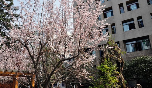 成都市中和中學(xué)校園的春天