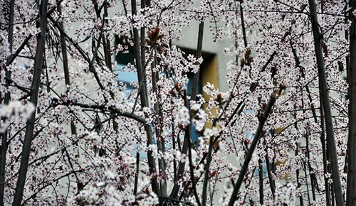 成都市中和中學(xué)校園景色