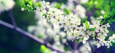 廣西輕工技師學(xué)院預(yù)備技師班2025年招生簡(jiǎn)章